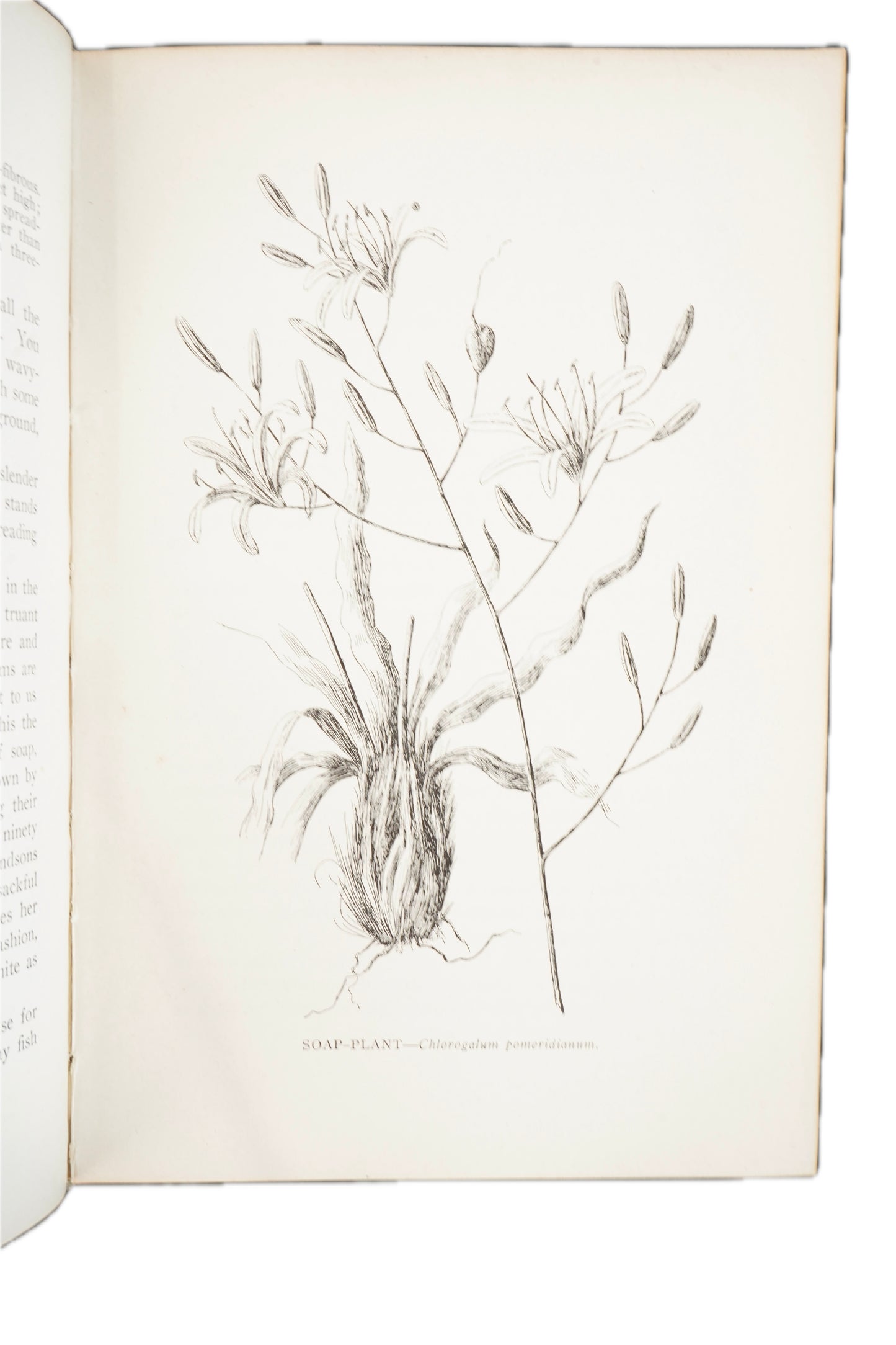 1909 Mary Elizabeth Parsons The Wild Flowers of California