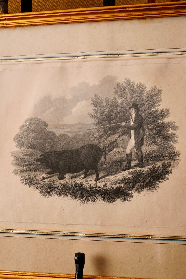19th-Century Hand-Colored Engraving: Boar Hunting Scene, Circa 1870