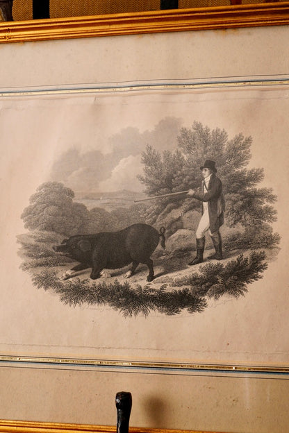 19th-Century Hand-Colored Engraving: Boar Hunting Scene, Circa 1870