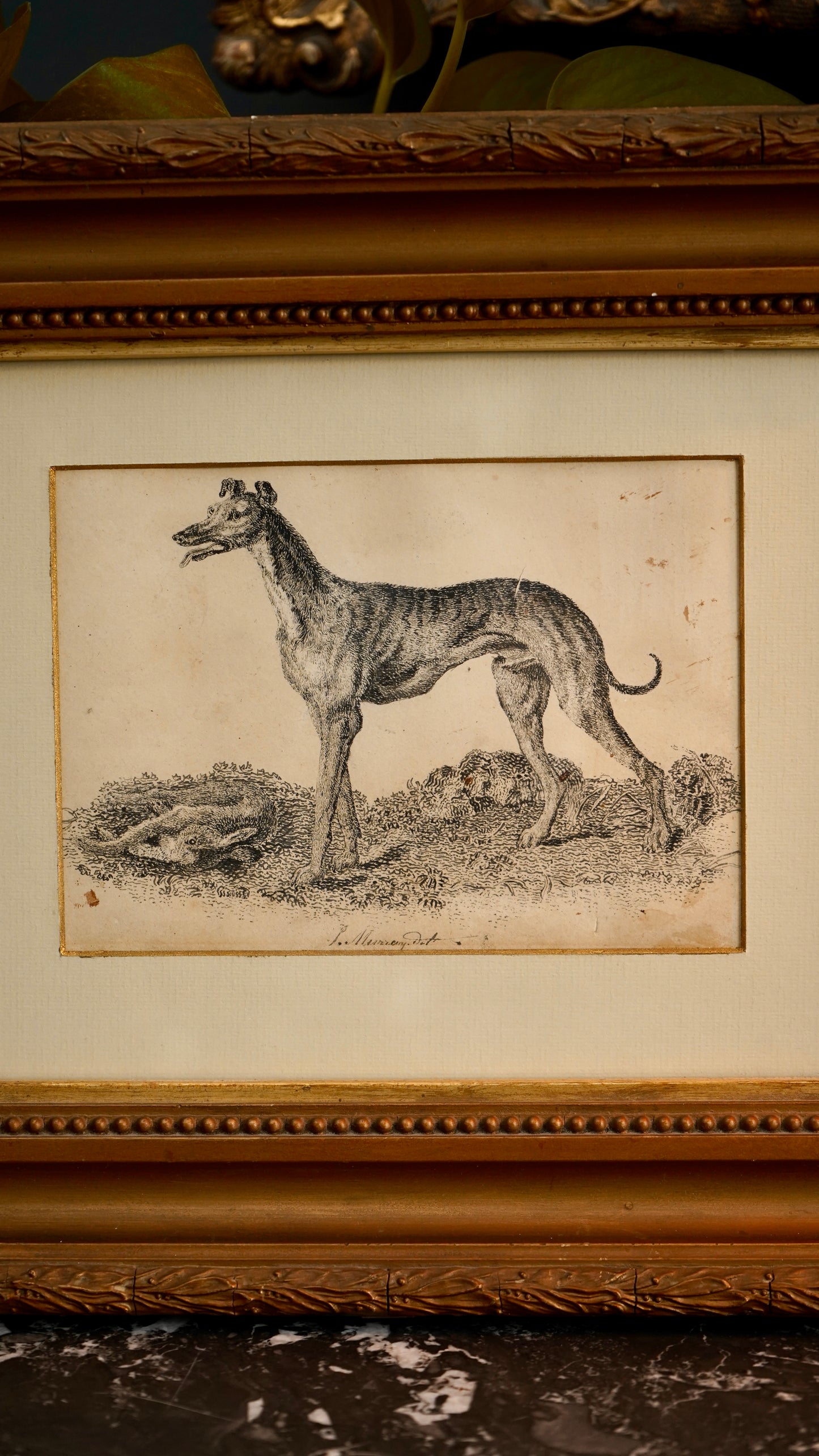18th-Century British Sporting Etching of a Greyhound | After P. Murray, Delt.