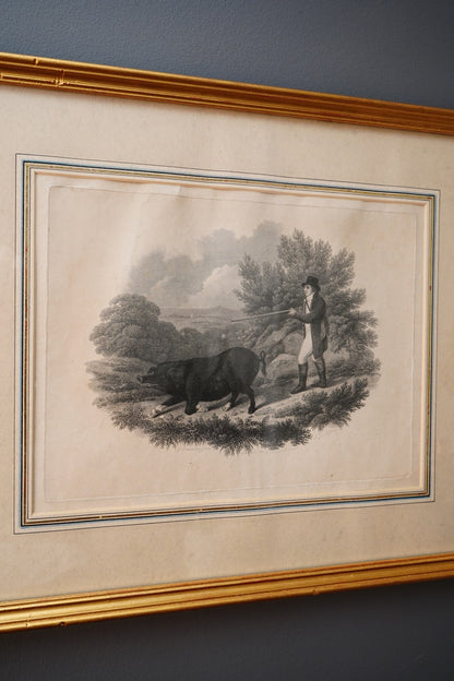 19th-Century Hand-Colored Engraving: Boar Hunting Scene, Circa 1870