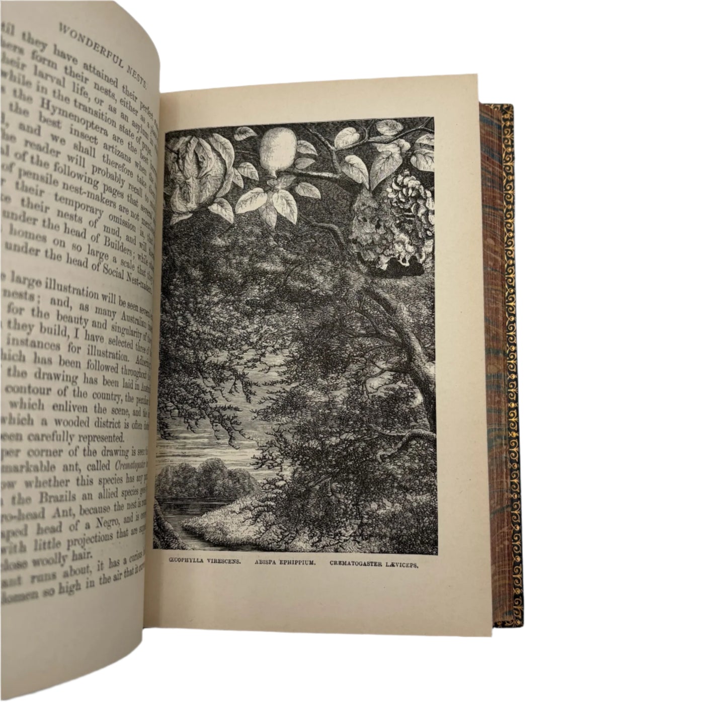 1892 Nature "Wonderful Nests" Blue Full Leather Prize Binding Book, Antique Bird Book