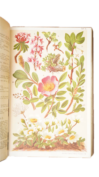 Antique Schroter Alpine Flowers 1904 Chromolithograph Botanical