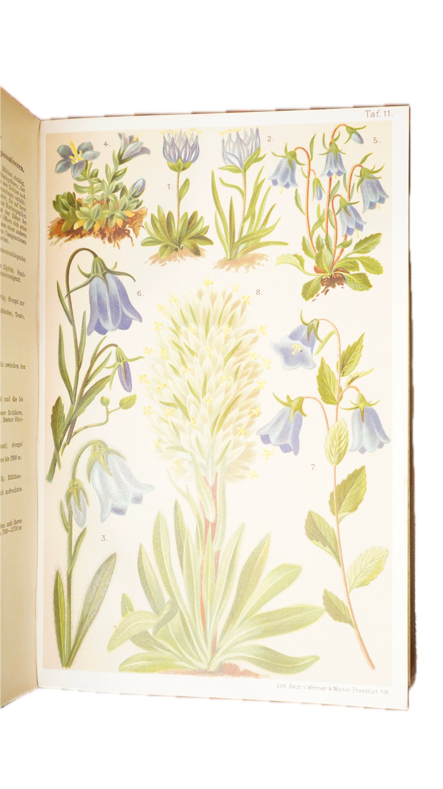 Antique Schroter Alpine Flowers 1904 Chromolithograph Botanical