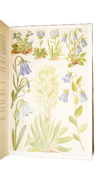 Antique Schroter Alpine Flowers 1904 Chromolithograph Botanical