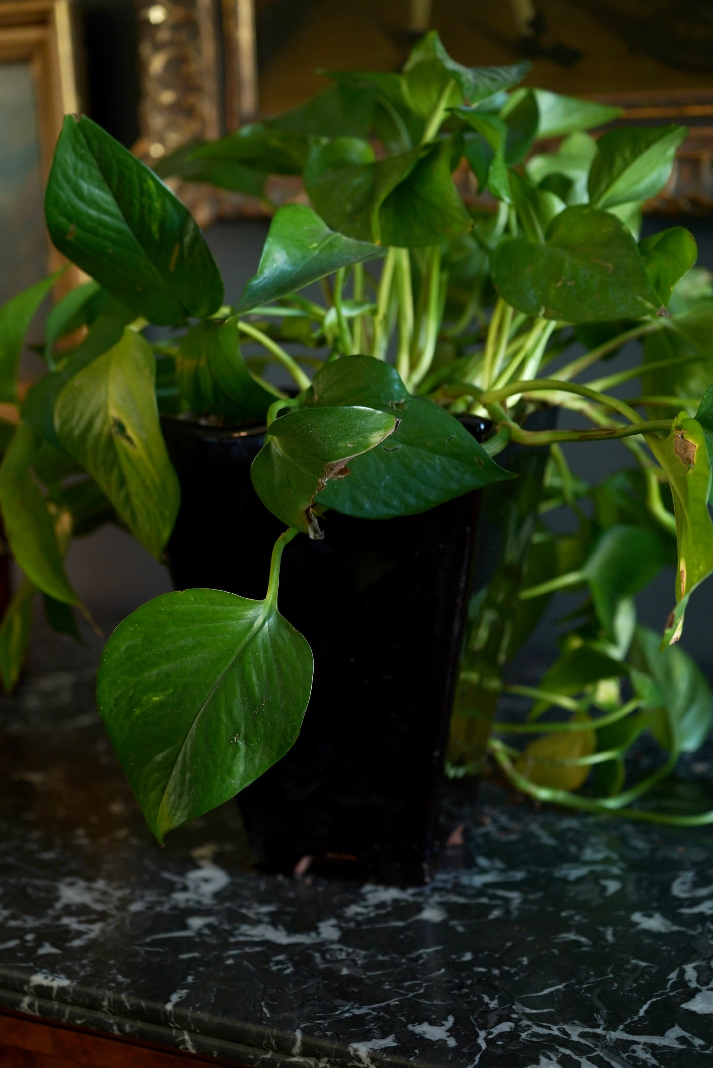 Mid-Century Japanese Black Tenmoku Glazed Terracotta Bonsai Pot | Wabi-Sabi Folk Craft Planter (8.75")