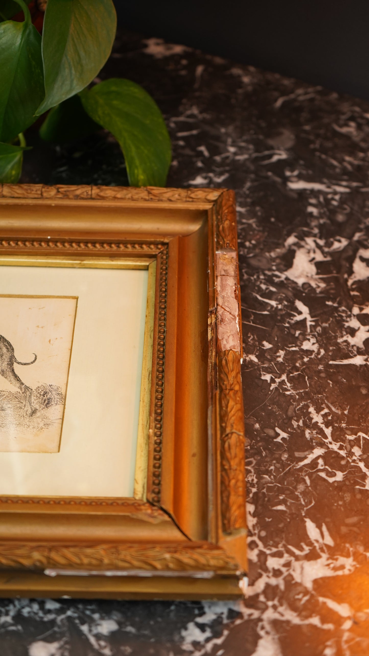 18th-Century British Sporting Etching of a Greyhound | After P. Murray, Delt.