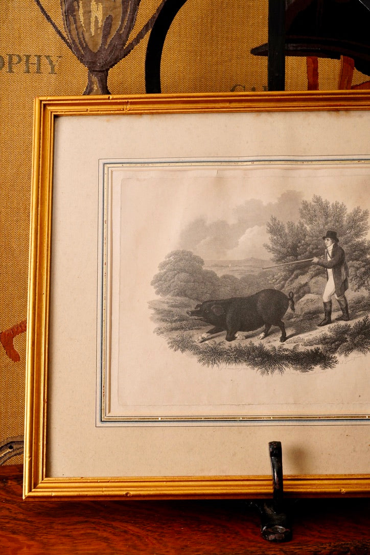 19th-Century Hand-Colored Engraving: Boar Hunting Scene, Circa 1870