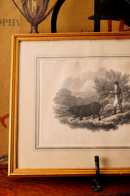 19th-Century Hand-Colored Engraving: Boar Hunting Scene, Circa 1870