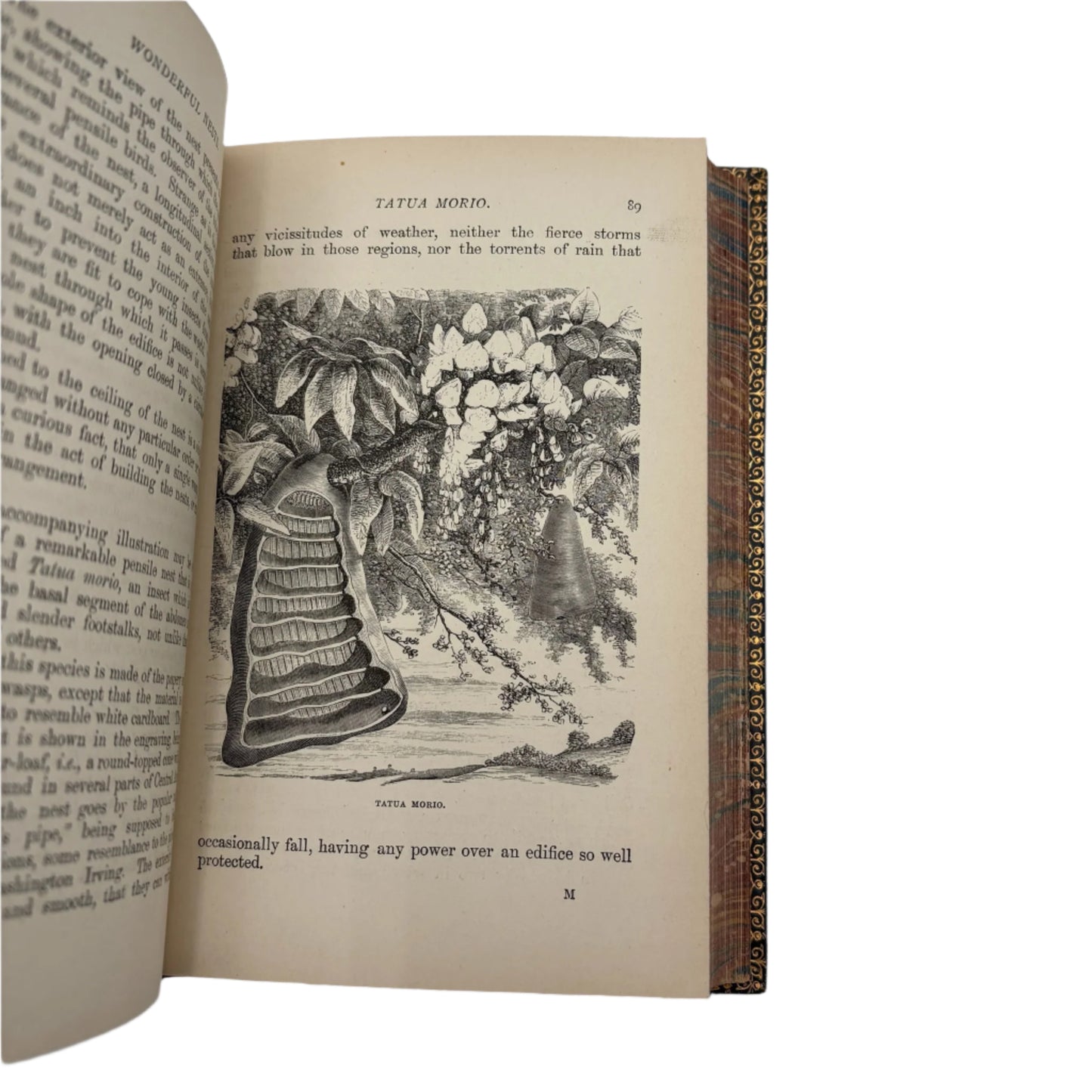 1892 Nature "Wonderful Nests" Blue Full Leather Prize Binding Book, Antique Bird Book