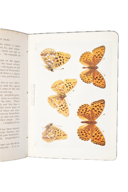 1906 Richard South The Butterflies of the British Isles