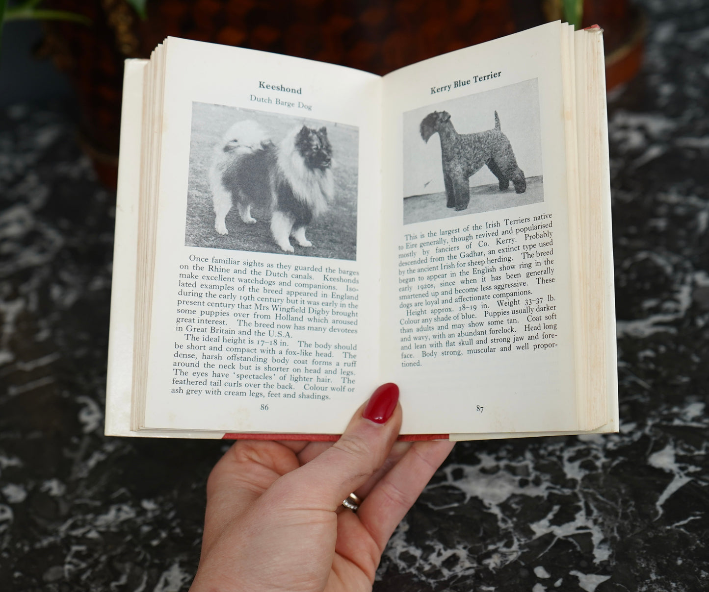 The Observer’s Book of Dogs (1970 Revised Edition) – Frederick Warne Pocket Series No. 8, Illustrated Vintage Dog Breed Guide