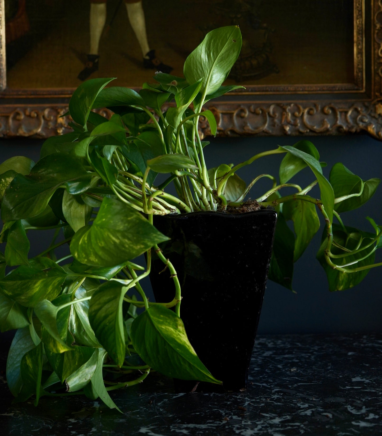 Potted plant on a dark surface with a decorative frame in the background