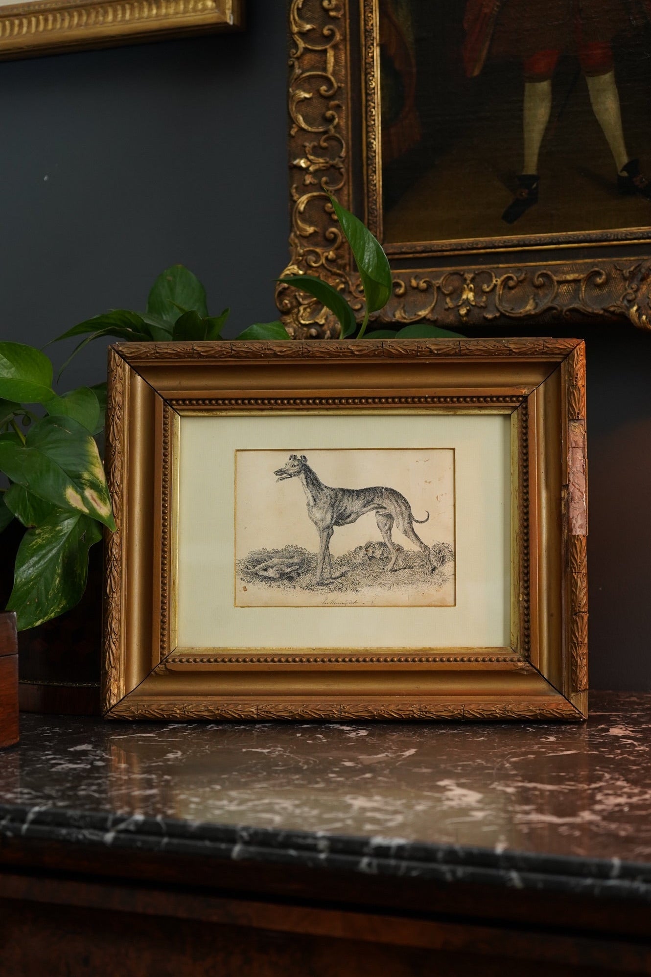 18th-Century British Sporting Etching of a Greyhound | After P. Murray, Delt.