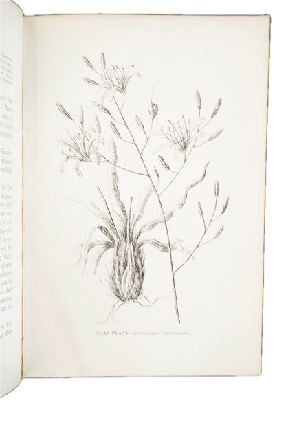1909 Mary Elizabeth Parsons The Wild Flowers of California