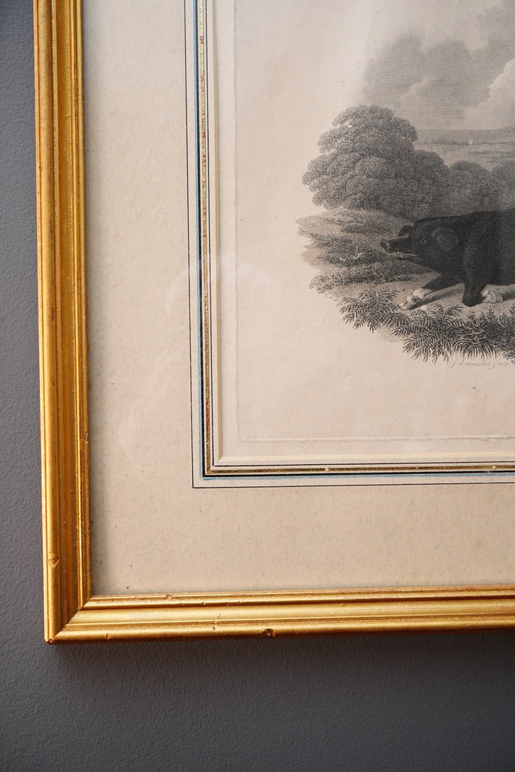 19th-Century Hand-Colored Engraving: Boar Hunting Scene, Circa 1870