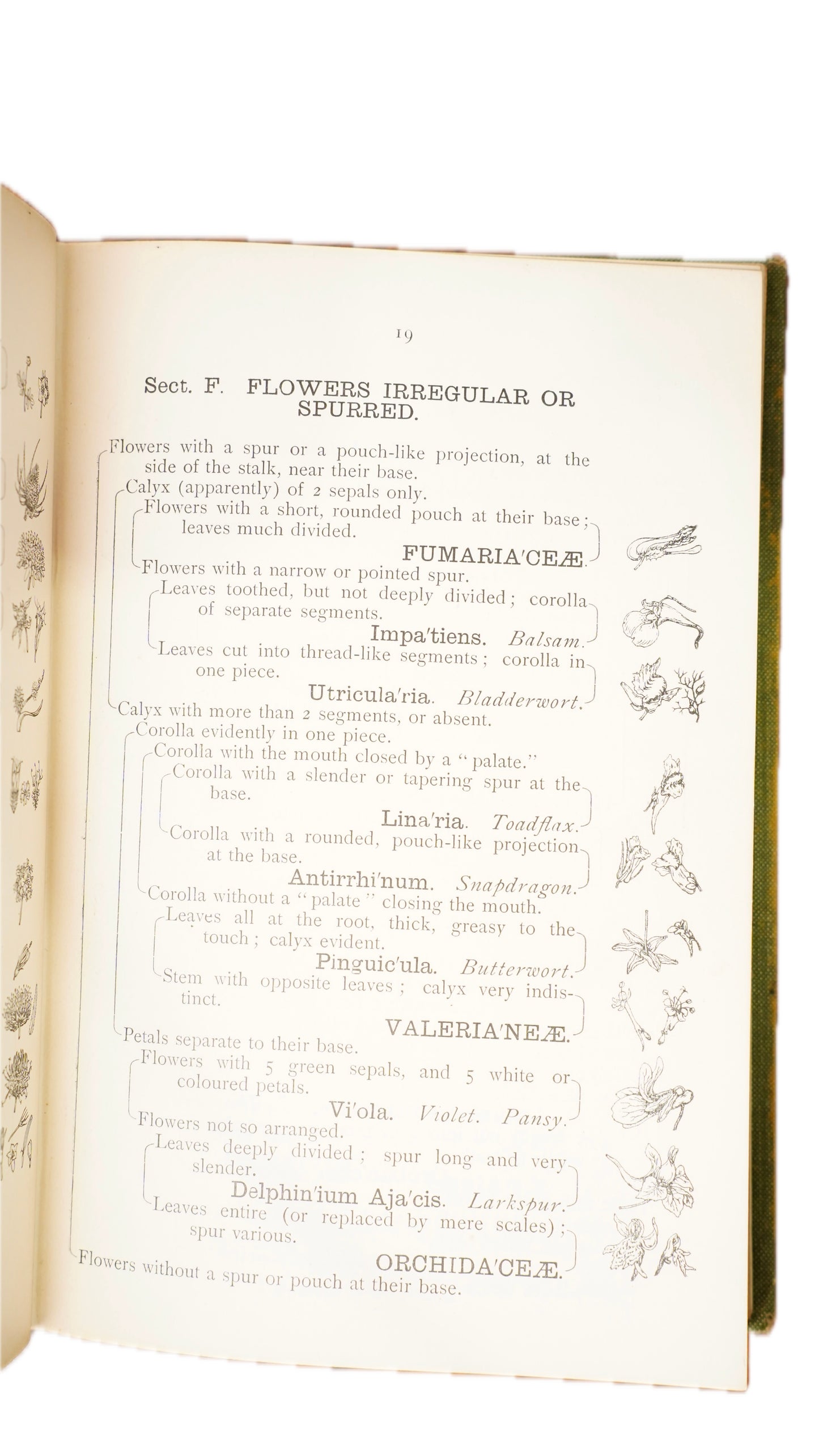 Antique H.G. Jameson Trees and Flowers of England and Wales 1909 Illustrated Guide