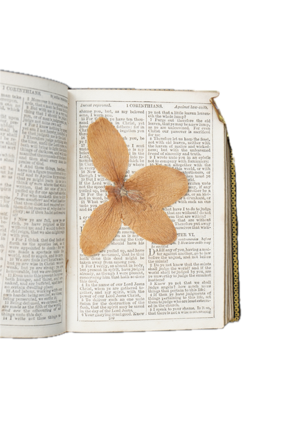 King James Version New Testament William Collins