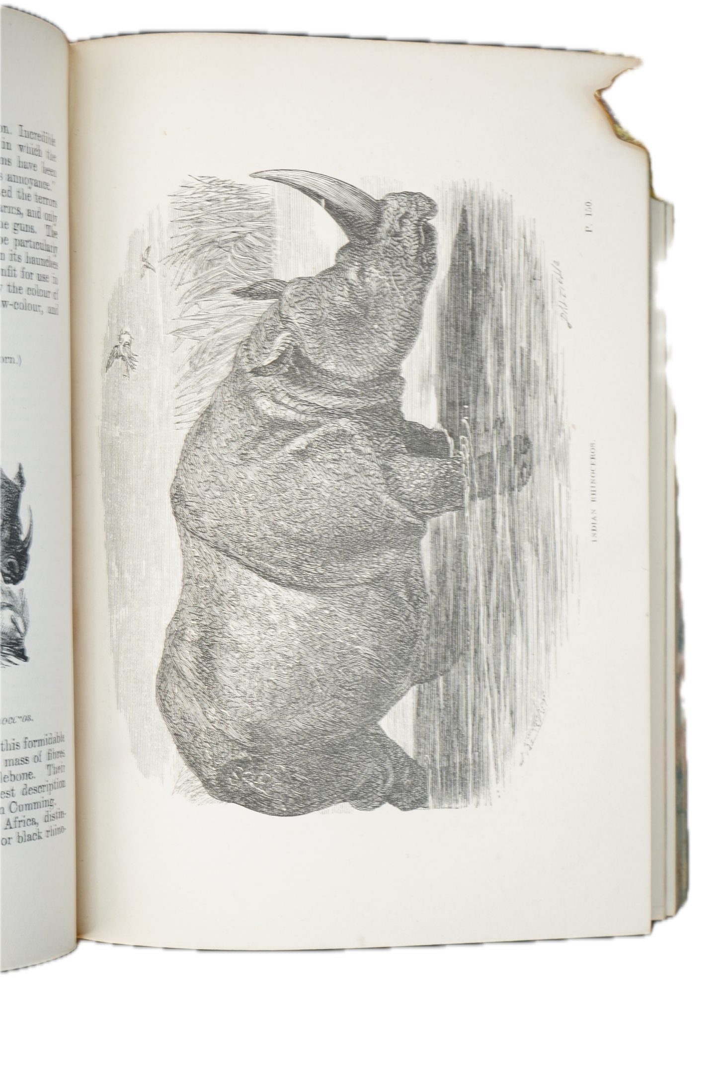 1877 Rev. J. G. Wood Natural History