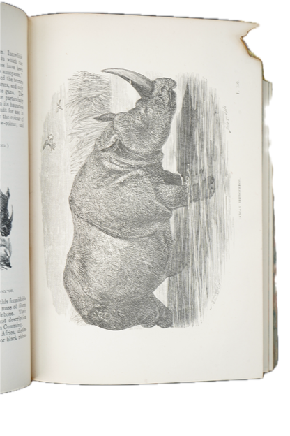 1877 Rev. J. G. Wood Natural History