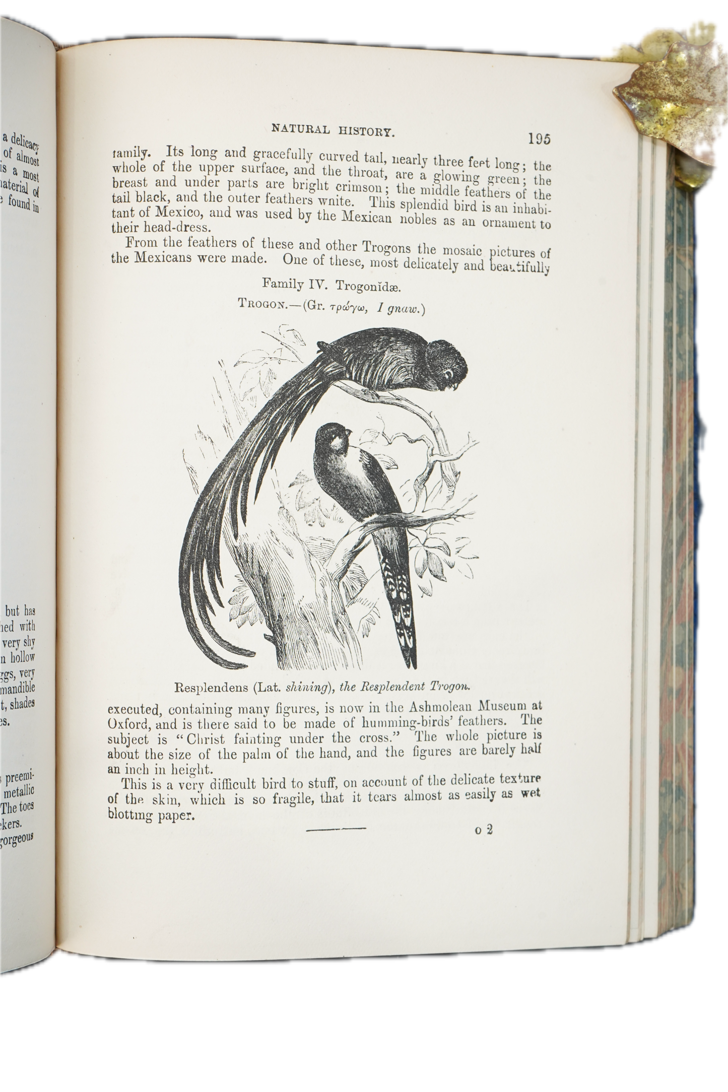 1877 Rev. J. G. Wood Natural History