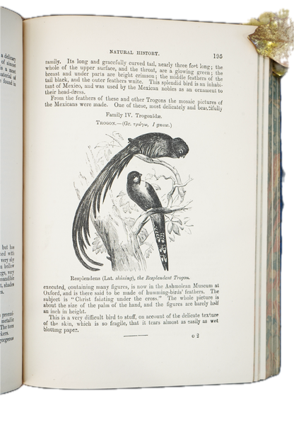 1877 Rev. J. G. Wood Natural History