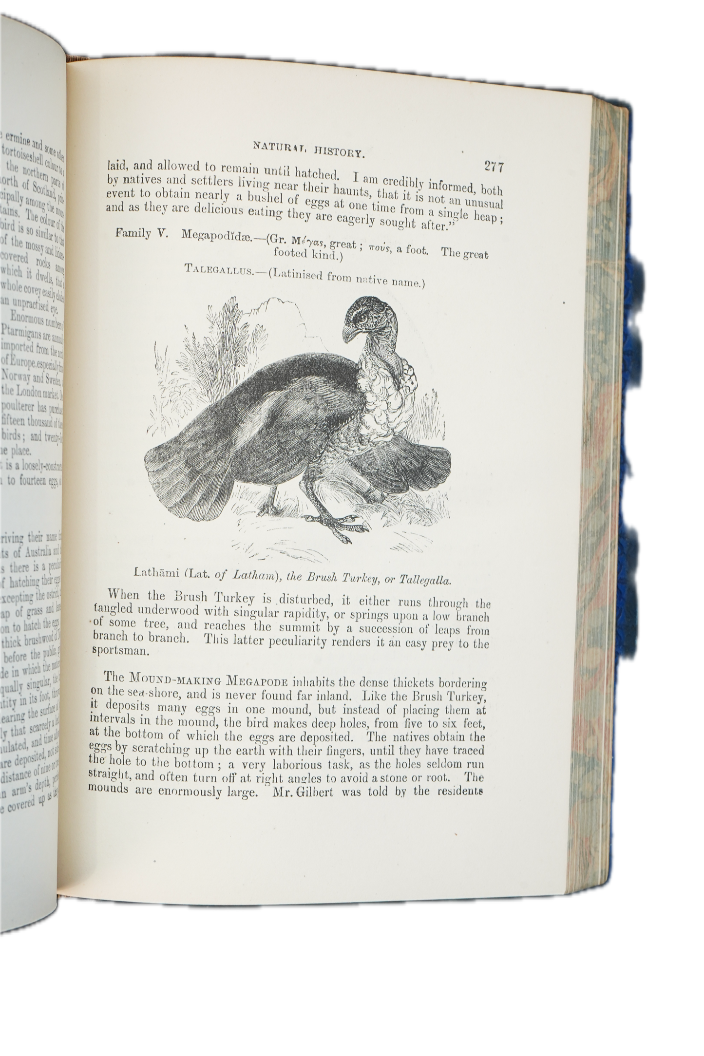 1877 Rev. J. G. Wood Natural History