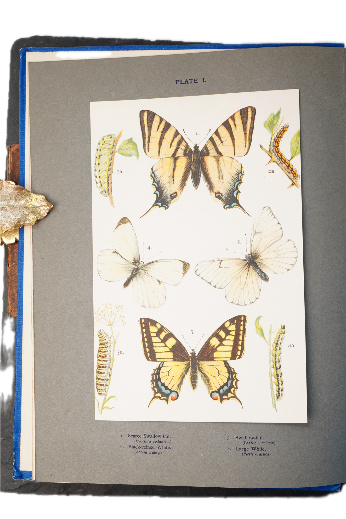 1912 H. Rowland Brown Butterflies and Moths at Home and Abroad