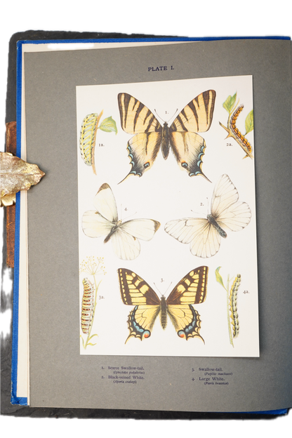 1912 H. Rowland Brown Butterflies and Moths at Home and Abroad