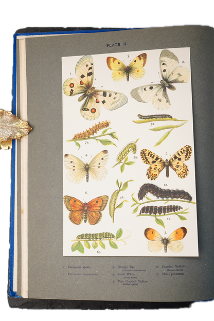 1912 H. Rowland Brown Butterflies and Moths at Home and Abroad