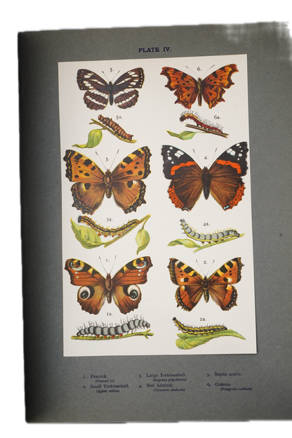 1912 H. Rowland Brown Butterflies and Moths at Home and Abroad