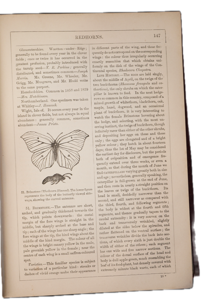 1875 Edward Newman British Butterflies and Moths