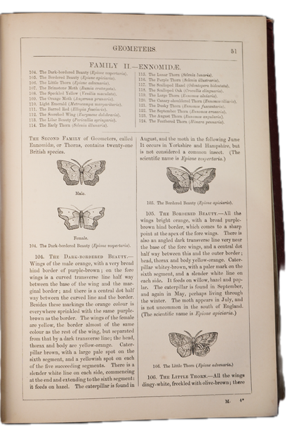 1875 Edward Newman British Butterflies and Moths
