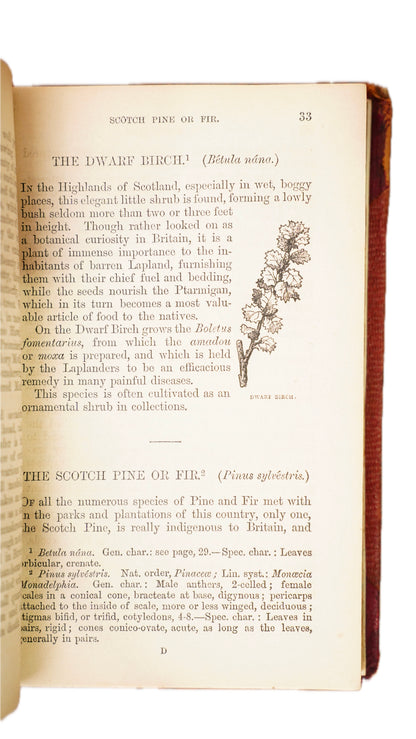 Antique Our Woodlands & British Butterflies W.S. Coleman Routledge 1859-1860