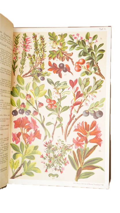 Antique Schroter Alpine Flowers 1904 Chromolithograph Botanical