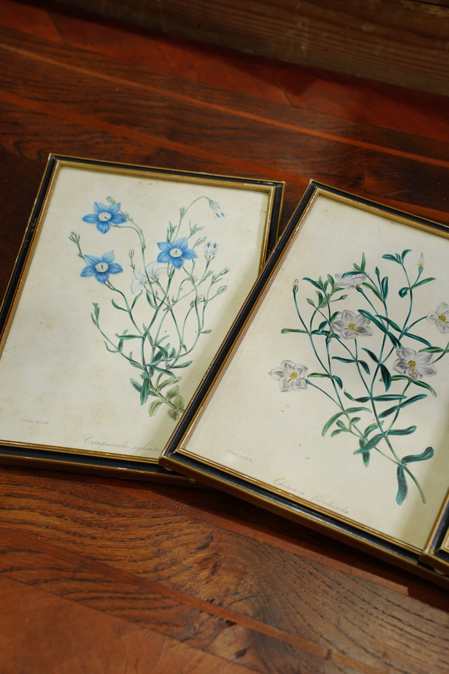 Set of Four - Antique Botanical Lithographs, Hand Colored Flower Prints