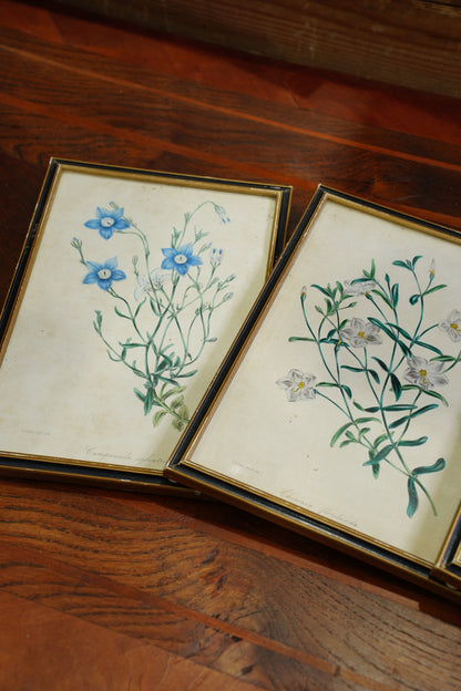 Set of Four - Antique Botanical Lithographs, Hand Colored Flower Prints
