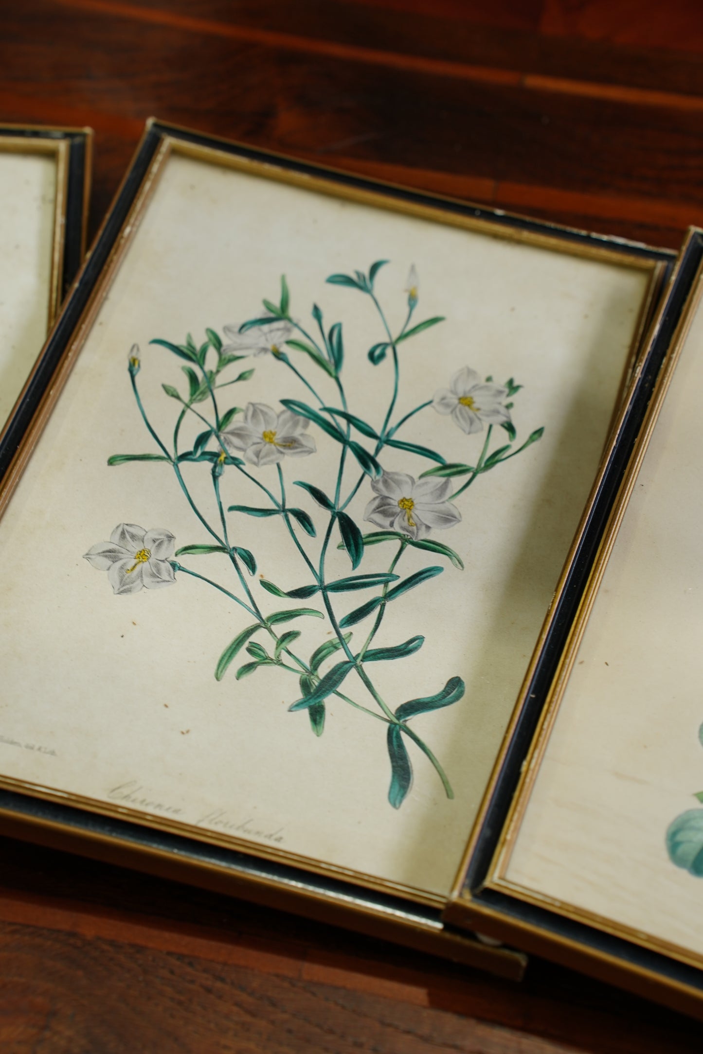 Set of Four - Antique Botanical Lithographs, Hand Colored Flower Prints