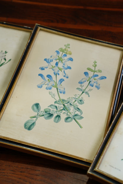 Set of Four - Antique Botanical Lithographs, Hand Colored Flower Prints