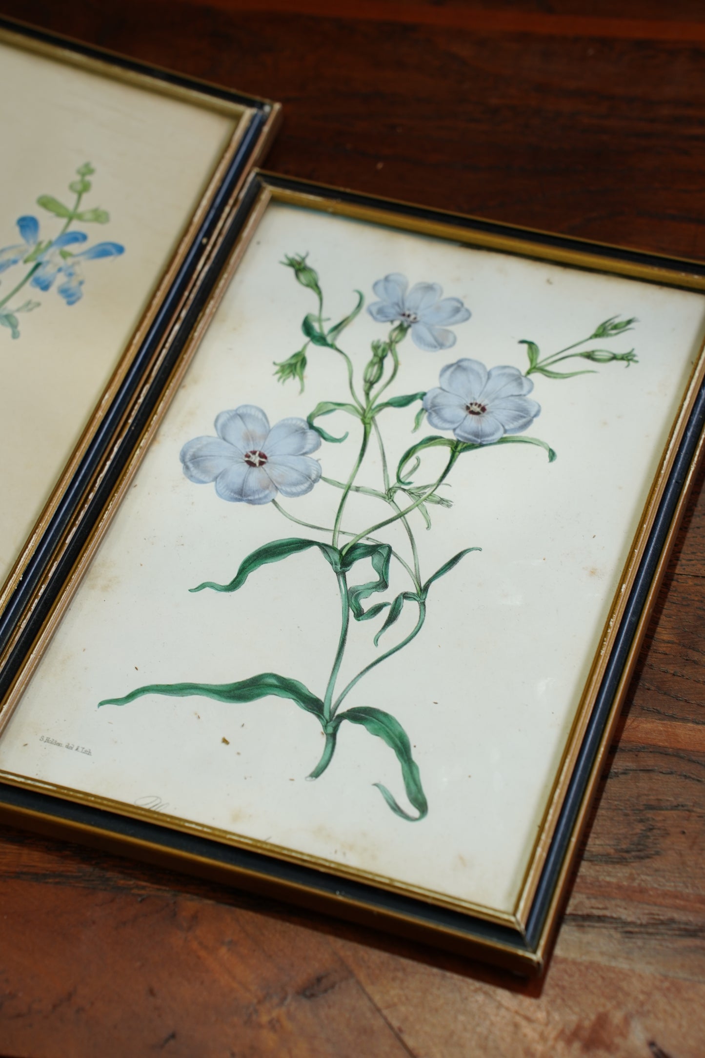Set of Four - Antique Botanical Lithographs, Hand Colored Flower Prints