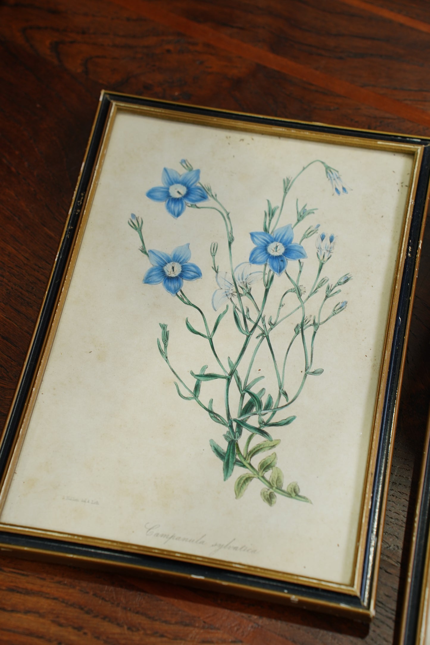 Set of Four - Antique Botanical Lithographs, Hand Colored Flower Prints