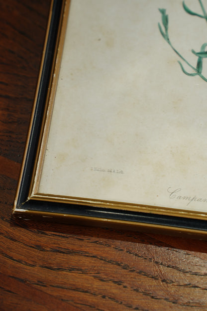 Set of Four - Antique Botanical Lithographs, Hand Colored Flower Prints