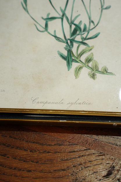 Set of Four - Antique Botanical Lithographs, Hand Colored Flower Prints