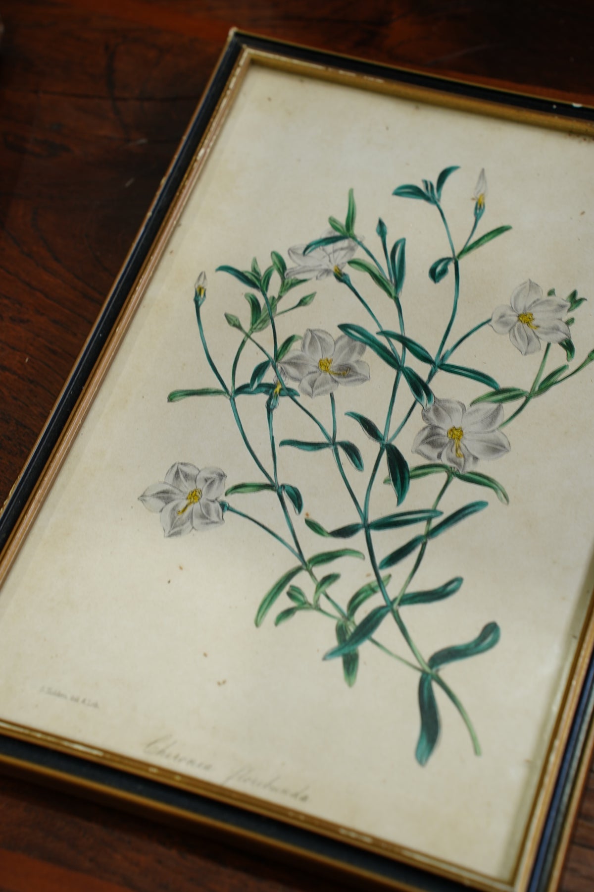 Set of Four - Antique Botanical Lithographs, Hand Colored Flower Prints