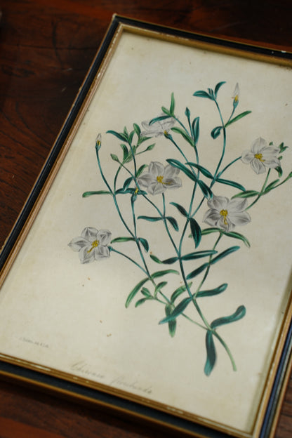 Set of Four - Antique Botanical Lithographs, Hand Colored Flower Prints