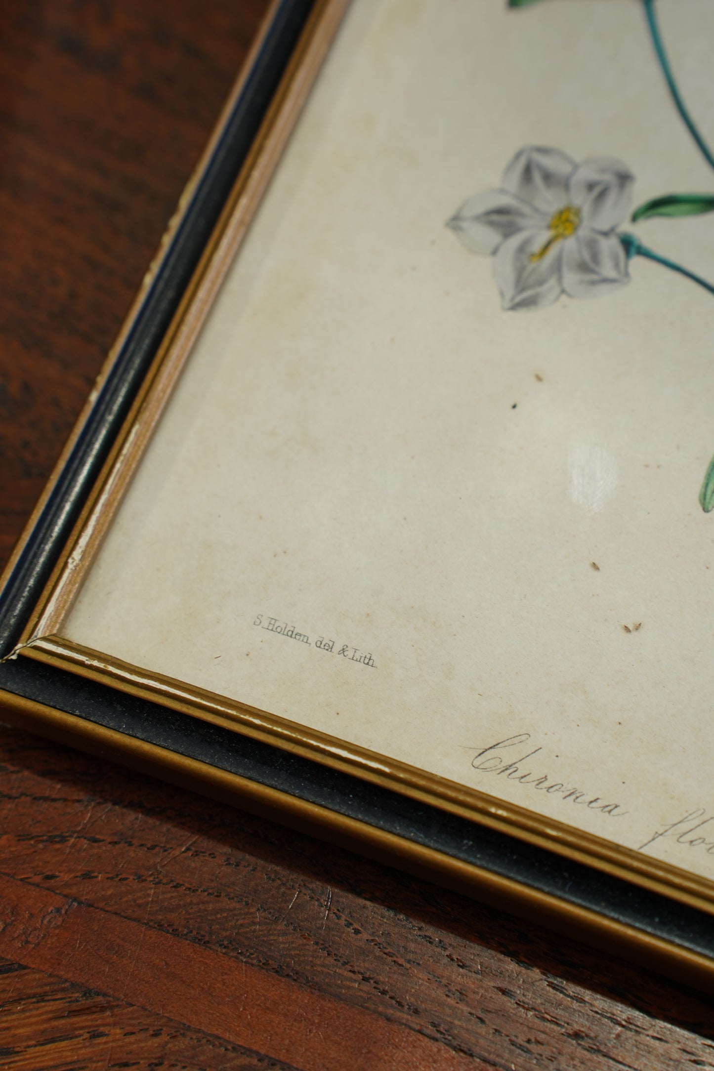 Set of Four - Antique Botanical Lithographs, Hand Colored Flower Prints