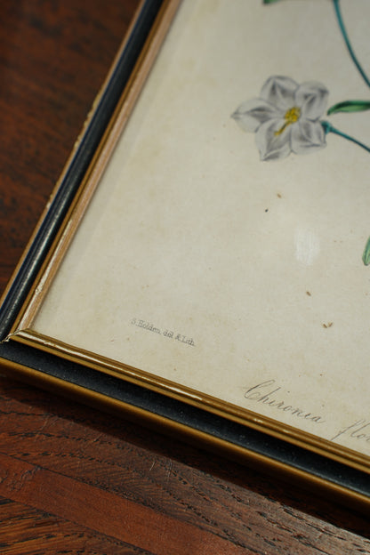 Set of Four - Antique Botanical Lithographs, Hand Colored Flower Prints