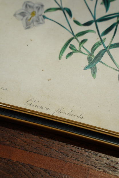 Set of Four - Antique Botanical Lithographs, Hand Colored Flower Prints