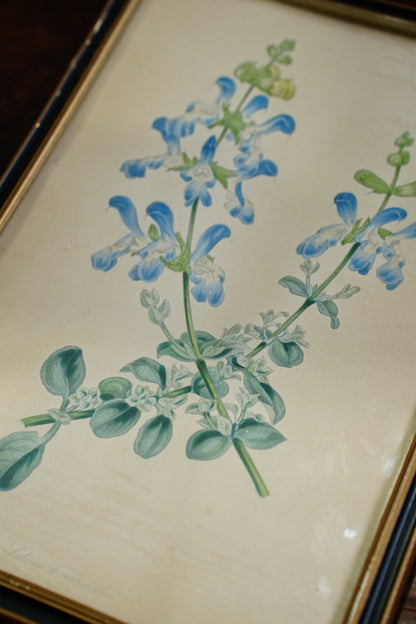 Set of Four - Antique Botanical Lithographs, Hand Colored Flower Prints