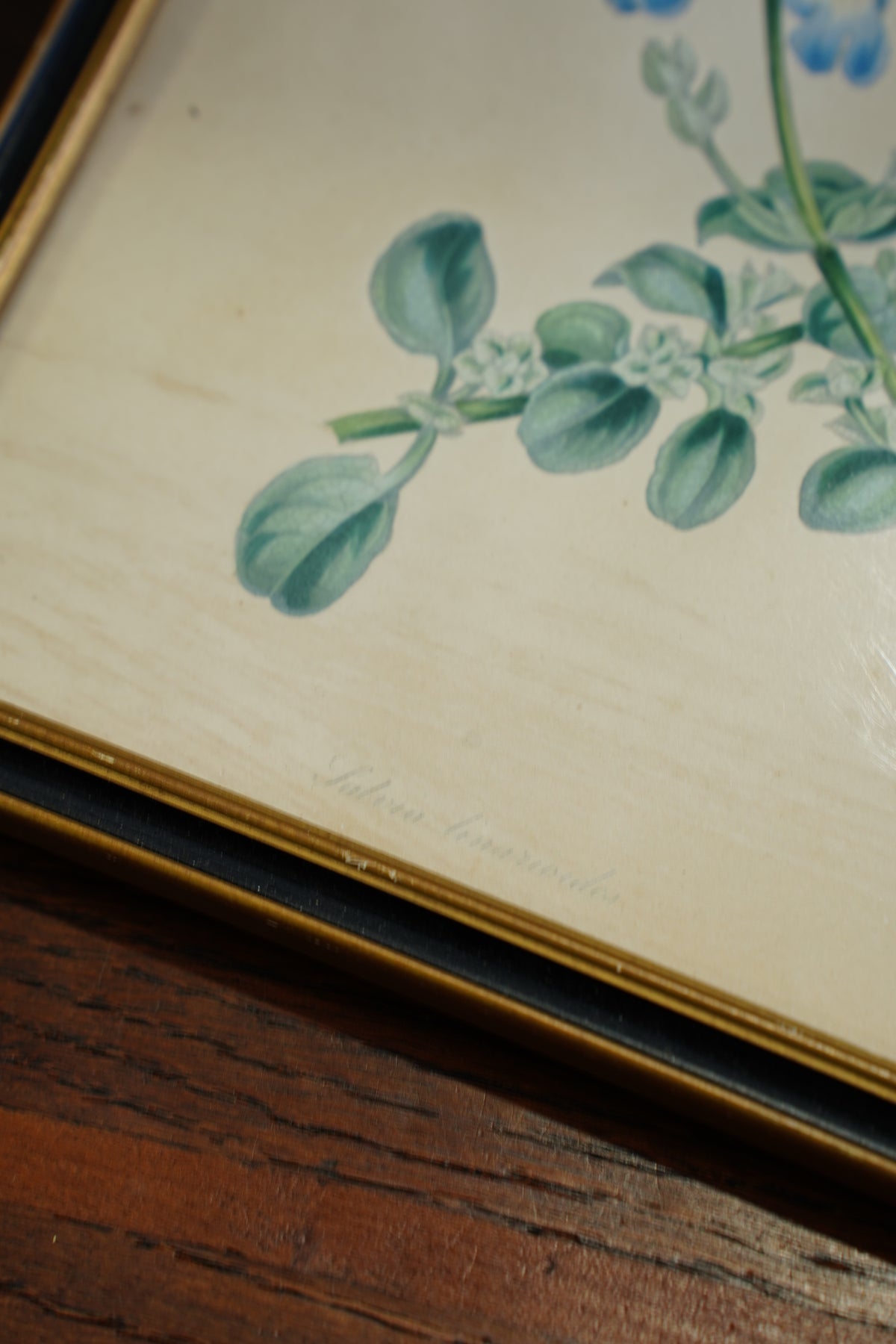 Set of Four - Antique Botanical Lithographs, Hand Colored Flower Prints